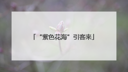 “紫色花海”引客来