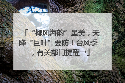 “椰风海韵”虽美，天降“巨叶”要防！台风季，有关部门提醒→