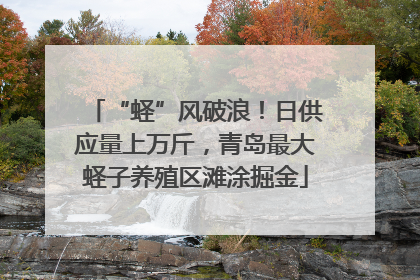 “蛏”风破浪！日供应量上万斤，青岛最大蛏子养殖区滩涂掘金