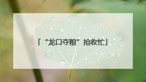 “龙口夺粮”抢收忙