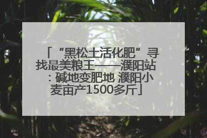“黑松土活化肥”寻找最美粮王——濮阳站：碱地变肥地 濮阳小麦亩产1500多斤