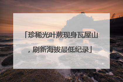 珍稀光叶蕨现身瓦屋山，刷新海拔最低纪录