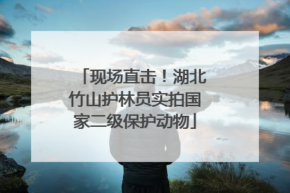 现场直击！湖北竹山护林员实拍国家二级保护动物