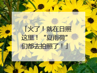 火了！就在日照这里！“夏雨荷”们都去拍照了！
