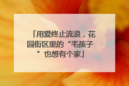 用爱终止流浪，花园街区里的“毛孩子”也想有个家