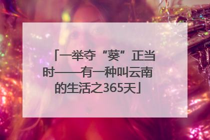 一举夺“葵”正当时——有一种叫云南的生活之365天
