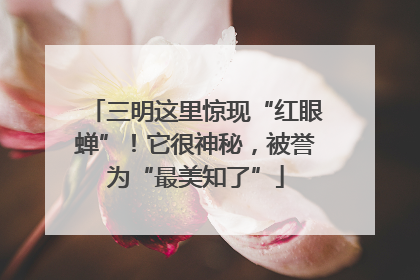 三明这里惊现“红眼蝉”！它很神秘，被誉为“最美知了”