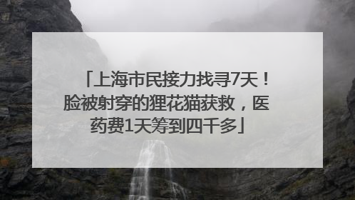 上海市民接力找寻7天！脸被射穿的狸花猫获救，医药费1天筹到四千多