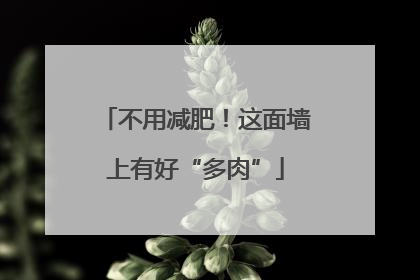 不用减肥！这面墙上有好“多肉”