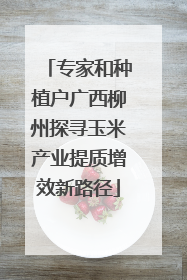 专家和种植户广西柳州探寻玉米产业提质增效新路径