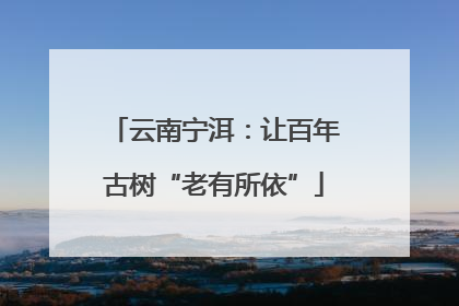 云南宁洱：让百年古树“老有所依”