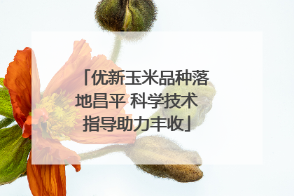 优新玉米品种落地昌平 科学技术指导助力丰收