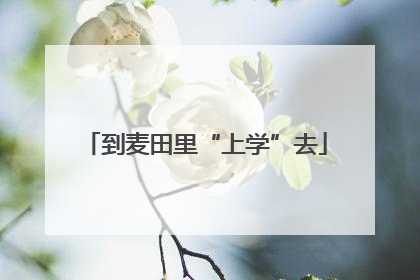 到麦田里“上学”去