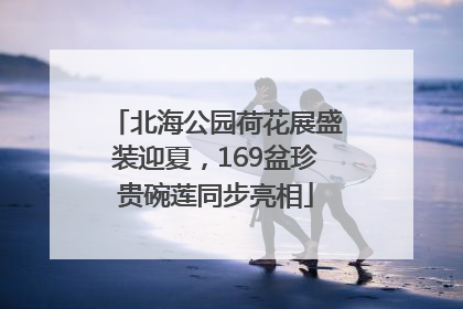 北海公园荷花展盛装迎夏，169盆珍贵碗莲同步亮相