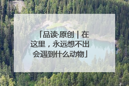 品读·原创｜在这里，永远想不出会遇到什么动物