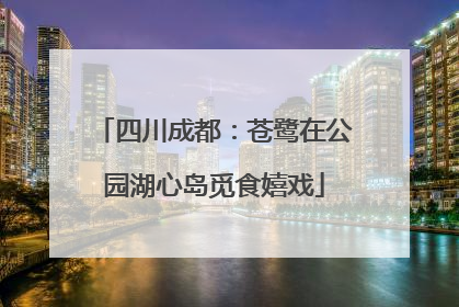 四川成都：苍鹭在公园湖心岛觅食嬉戏