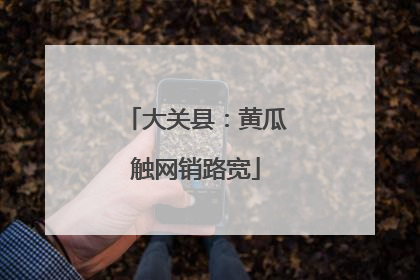 大关县：黄瓜触网销路宽