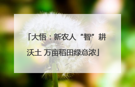 大悟：新农人“智”耕沃土 万亩稻田绿意浓