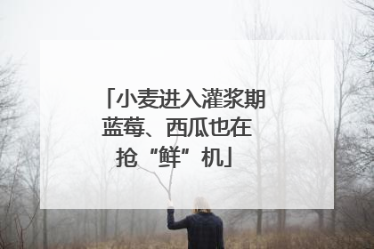 小麦进入灌浆期 蓝莓、西瓜也在抢“鲜”机