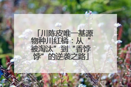 川陈皮唯一基源物种川红橘：从“被淘汰”到“香饽饽”的逆袭之路