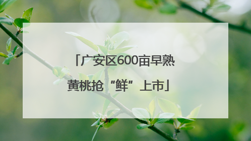 广安区600亩早熟黄桃抢“鲜”上市
