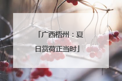 广西梧州：夏日赏荷正当时