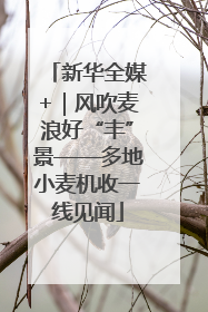 新华全媒+｜风吹麦浪好“丰”景——多地小麦机收一线见闻