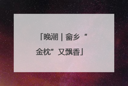晚潮｜畲乡“金枕”又飘香