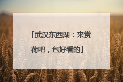 武汉东西湖：来赏荷吧，包好看的