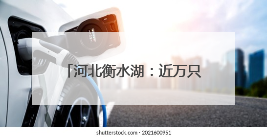 河北衡水湖：近万只夏候鸟进入繁殖期