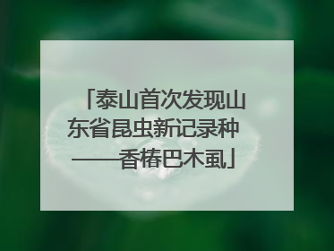 泰山首次发现山东省昆虫新记录种——香椿巴木虱
