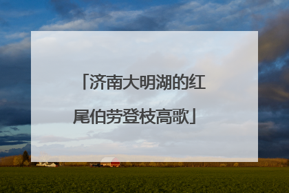 济南大明湖的红尾伯劳登枝高歌