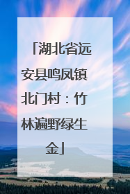 湖北省远安县鸣凤镇北门村：竹林遍野绿生金