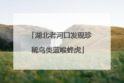 湖北老河口发现珍稀鸟类蓝喉蜂虎