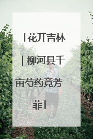 花开吉林｜柳河县千亩芍药竞芳菲