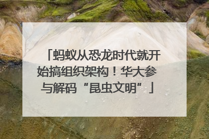 蚂蚁从恐龙时代就开始搞组织架构！华大参与解码“昆虫文明”