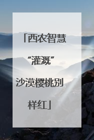西农智慧“灌溉” 沙漠樱桃别样红