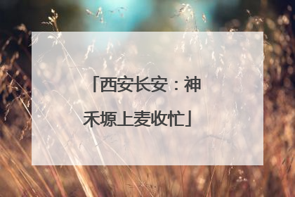 西安长安：神禾塬上麦收忙
