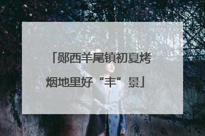 郧西羊尾镇初夏烤烟地里好“丰”景