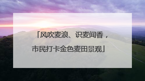 风吹麦浪、识麦闻香，市民打卡金色麦田景观