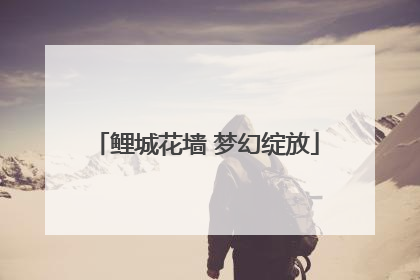 鲤城花墙 梦幻绽放