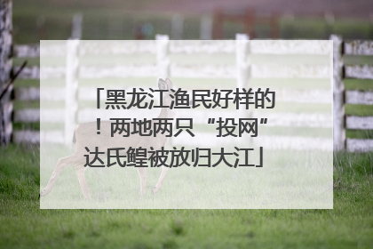 黑龙江渔民好样的！两地两只“投网”达氏鳇被放归大江